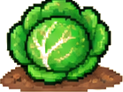 Kubis