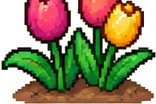 Tulip